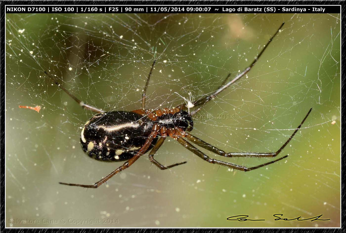 Frontinellina frutetorum dal Lago di Baratz (SS)